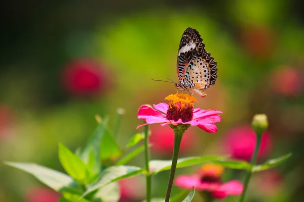 Leopard fluture dantelă hrănire pe zinnia floare — Fotografie, imagine de stoc