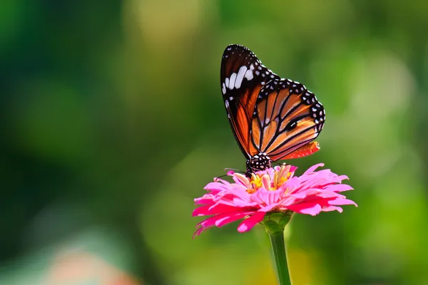 Monarchfalter auf Zinnia-Blume — Stockfoto