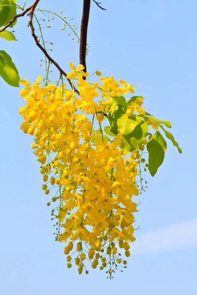 Flor de ducha dorada — Foto de Stock