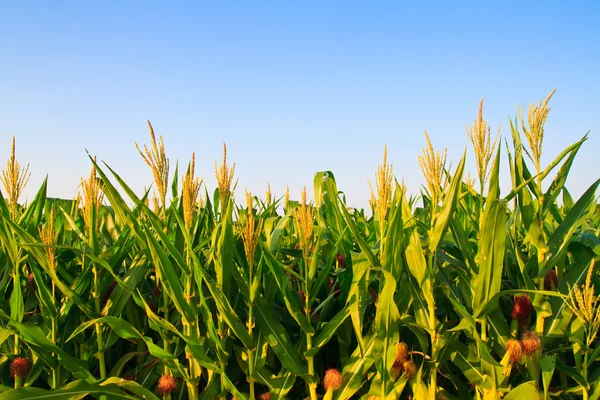 Corn flower against blue sky — Stock Photo, Image