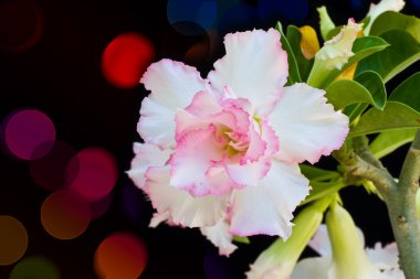 pembe bigononia veya renkli arka plan üzerinde çöl gülü