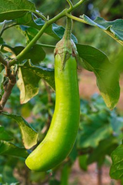 Patlıcan gruptaki ağaç üzerinde