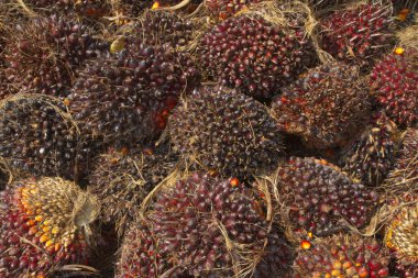 palmiye yağlı tohumlar, altrenative enerji