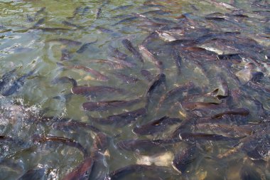 birçok yanardöner köpekbalığı veya pangasius fishs