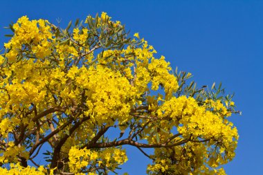tabebuia chrysantha çiçek