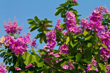 lagerstroemia floribunda çiçek