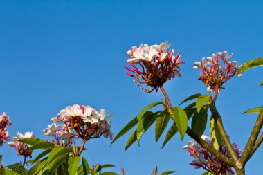pembe plumeria çiçek, frangipani, laos Ulusal çiçeği