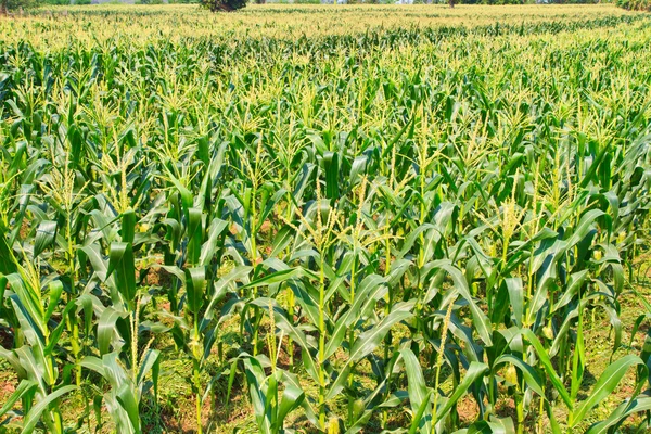 Corn farm in Thailand — Stock Photo, Image