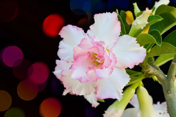 Rosa Bigononia ou Desert Rose em fundo colorido — Fotografia de Stock