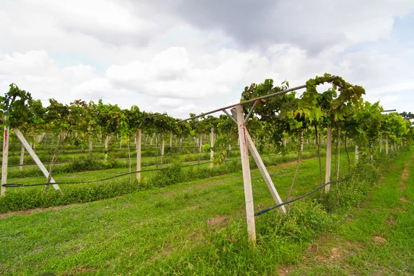 Vineyard in thailand — Stock Photo, Image