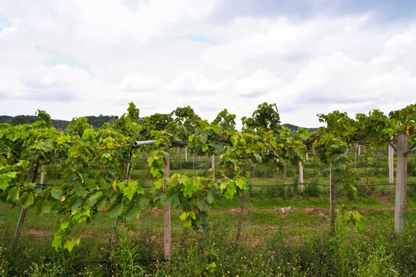 Vineyard in thailand — Stock Photo, Image