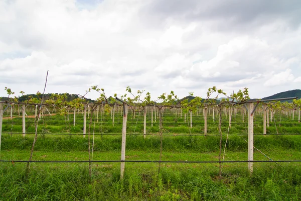 Виноградник в Таиланде — стоковое фото