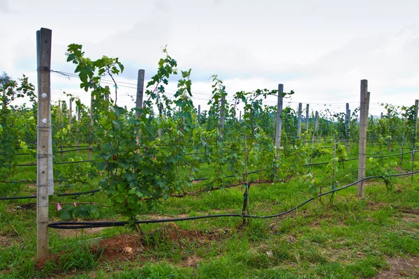 Vineyard in thailand — Stock Photo, Image