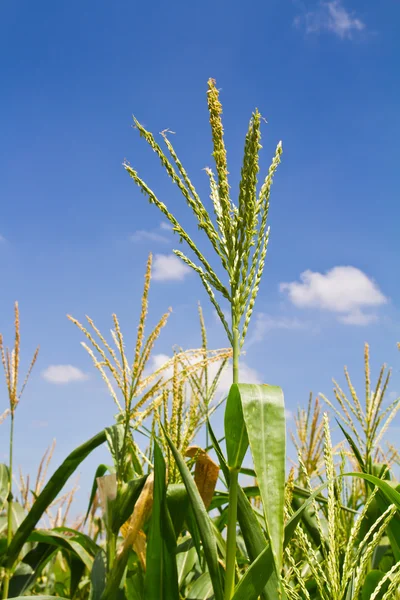 Flor de milho na fazenda contra o céu azul — Fotografia de Stock