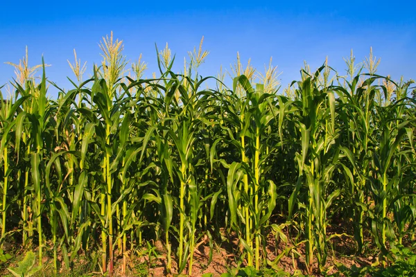 Corn in the farm against blue sky — Stock Photo, Image