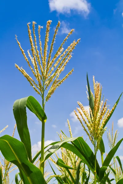 Flores de milho contra o céu azul — Fotografia de Stock