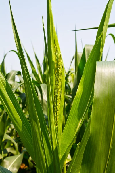 Corn flower — Stock Photo, Image