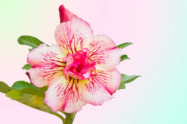 Desert rose or Impala lily — Stock Photo, Image