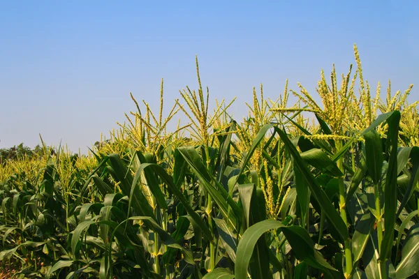 玉米鲜花农场和蓝色的天空中 — 图库照片