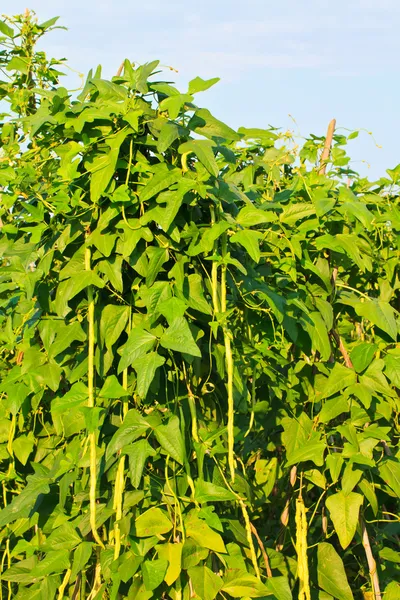 Yardlong bean farm against blue sky — Stock Photo, Image