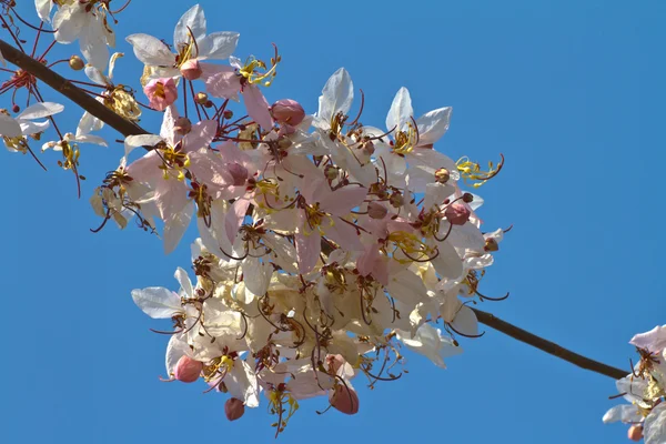 Cássia rosa flor chamada Sakura da Tailândia — Fotografia de Stock