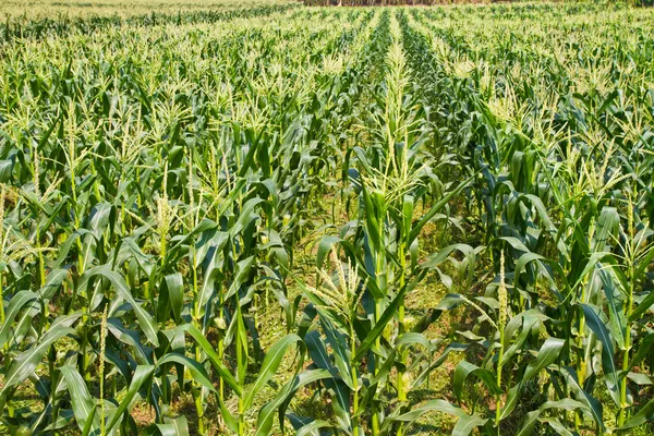 Corn farm — Stock Photo, Image