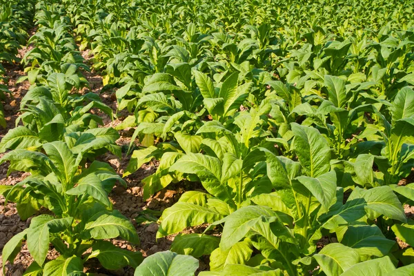 Planta de tabaco en la granja —  Fotos de Stock