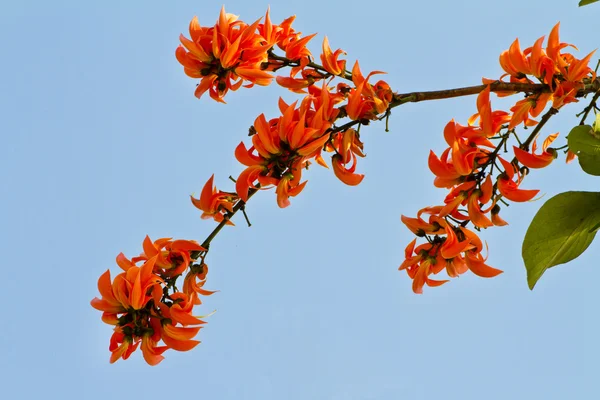 Bastardo flor de teca o llama del bosque — Foto de Stock