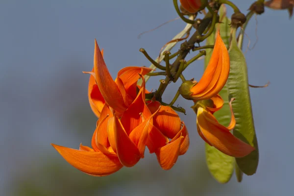 Bastard Teak flower or Flame of the Forest — Stock Photo, Image