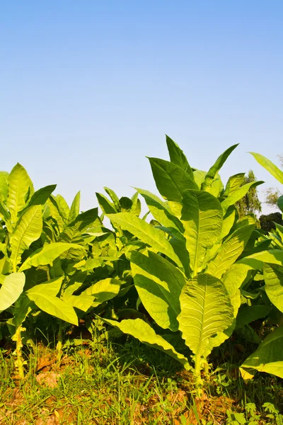 Planta de tabaco en el campo —  Fotos de Stock