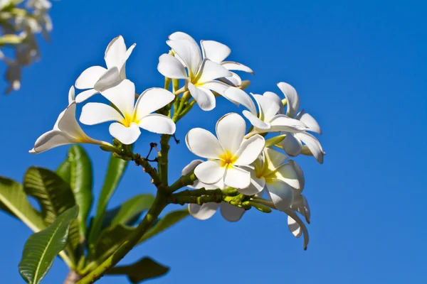 Plumeria flowers or Frangipani — Stock Photo, Image