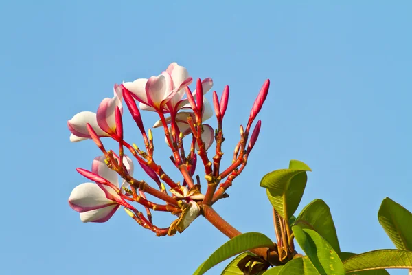 Pink plumeria flower, Frangipani, Laos national flower — Stock Photo, Image