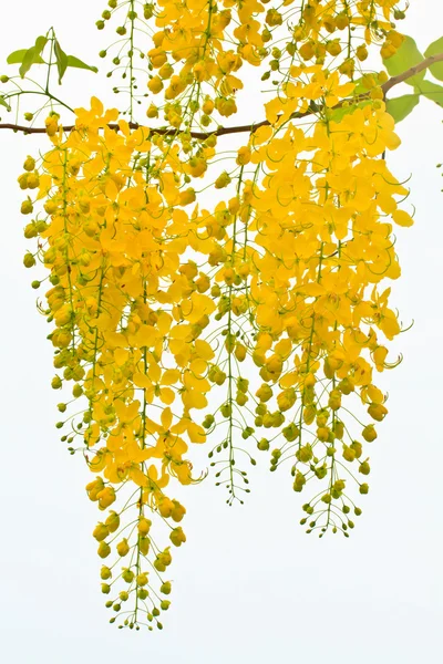 Flor dorada de ducha sobre fondo blanco — Foto de Stock