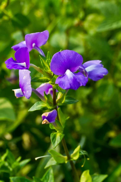 Blue Hawaii flower or Brazilian Snapdraon flower — Stock Photo, Image