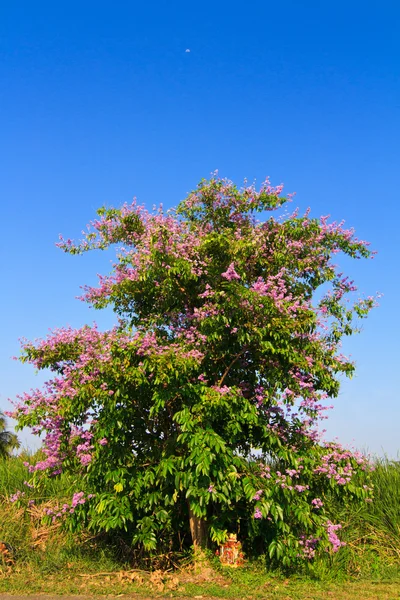 Lagerstroemia floribunda árvore e flor no céu azul fundo — Fotografia de Stock