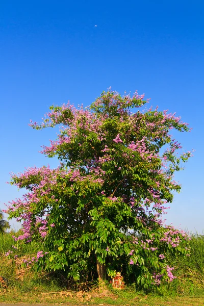 lagerstroemia floribunda ağaç ve çiçek mavi gökyüzü arka plan üzerinde