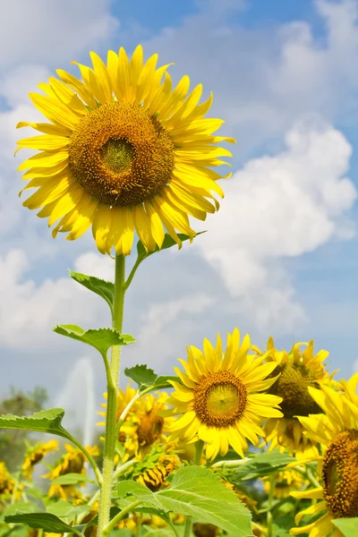 Sunflowers on cloudy day — Stock Photo, Image