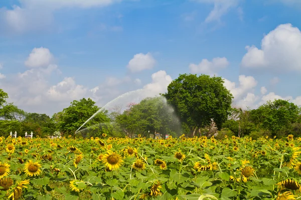 Sunflower farm and sprinkler watering in background — Stock Photo, Image