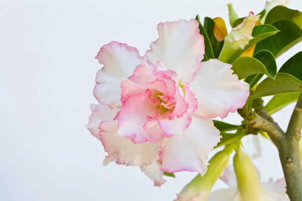 Wüste Rose auf weißem Hintergrund — Stockfoto