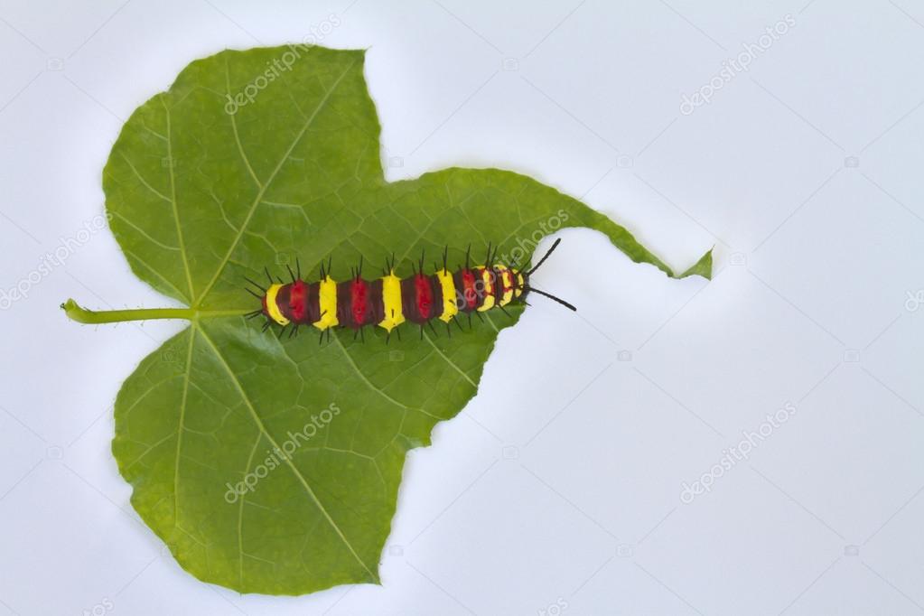 Caterpillar eating on green leaf