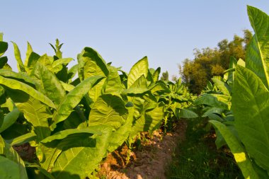 Tobacco plant in the farm clipart