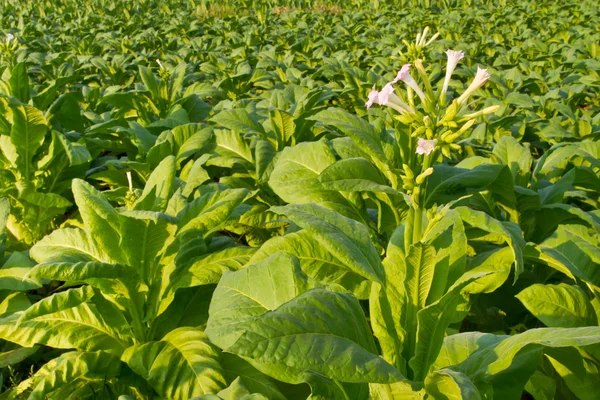 Tabakblüten auf dem Bauernhof — Stockfoto