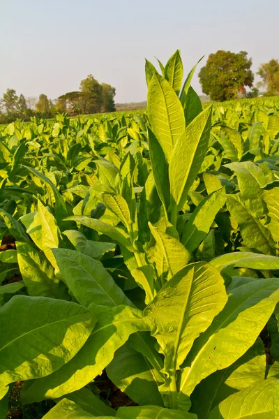 Planta de tabaco en la granja — Foto de Stock