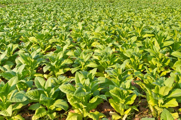 Planta de tabaco en la granja — Foto de Stock