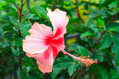 Pembe Başörtüsü Çiçeği