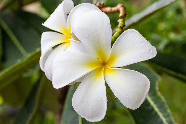 Plumeria flowers — Stock Photo, Image