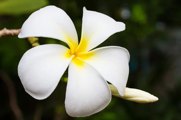 Plumeria flowers — Stock Photo, Image