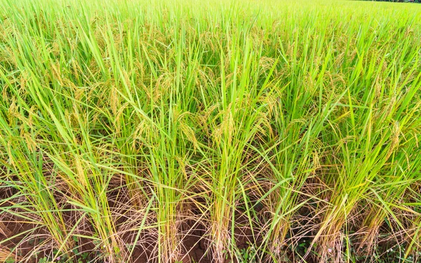 Ρύζι στο χωράφι — Φωτογραφία Αρχείου