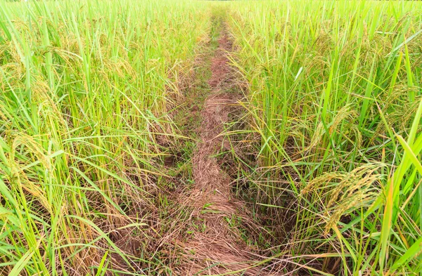 Rice farm — Stock Photo, Image