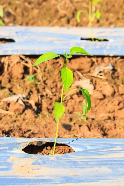 Planta jovem chili — Fotografia de Stock